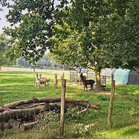 Ferienhaus Banana Lodge Bruchhausen-Vilsen Eksteriør billede